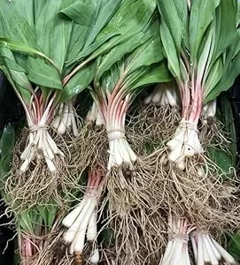 20 Wild Ramp Bulbs for Planting - Perennial Edible Allium - Image 7