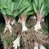 20 Wild Ramp Bulbs for Planting - Perennial Edible Allium - Image 1