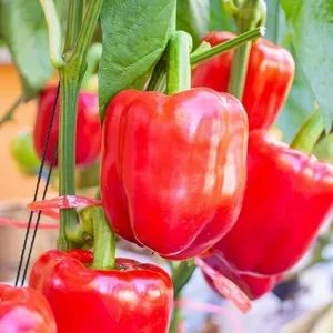 200 Bell Pepper Seeds - Big Red Sweet Pepper Seeds for Planting, Indoor & Outdoor Vegetable - Image 3