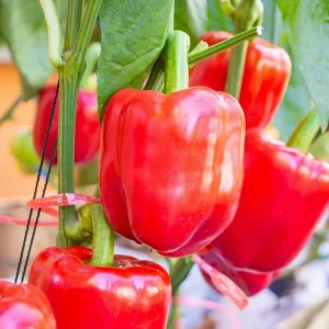 200 Bell Pepper Seeds - Big Red Sweet Pepper Seeds for Planting, Indoor & Outdoor Vegetable - Image 7