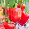 200 Bell Pepper Seeds - Big Red Sweet Pepper Seeds for Planting, Indoor & Outdoor Vegetable - Image 1