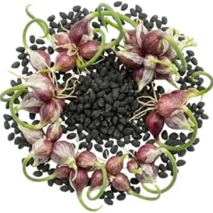 200 Walking Onion Seeds - Cold Hardy Perennial, Fast-Growing, High Yield - Image 5