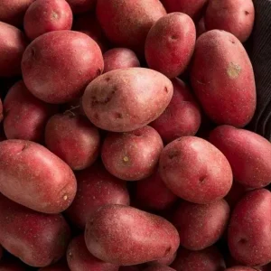 210 Red Potato Seeds for Planting - Easy to Grow, High Yield - Image 4