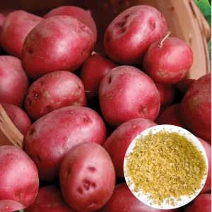 210 Red Potato Seeds for Planting - Easy to Grow, High Yield - Image 1