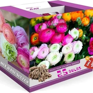 25 Mix Ranunculus Bulbs for Fall Planting - French Peony Corms, Full Sun - Image 1
