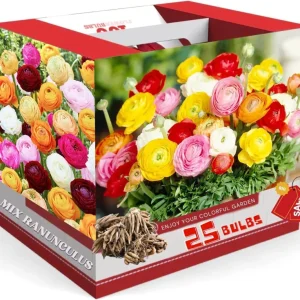 25 Mixed Ranunculus Bulbs for Fall Planting - Vibrant, Rose-like Blooms - Image 4