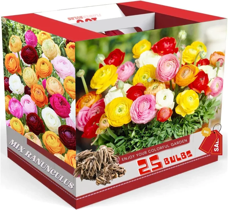 25 Mixed Ranunculus Bulbs for Fall Planting - Vibrant, Rose-like Blooms - Image 4
