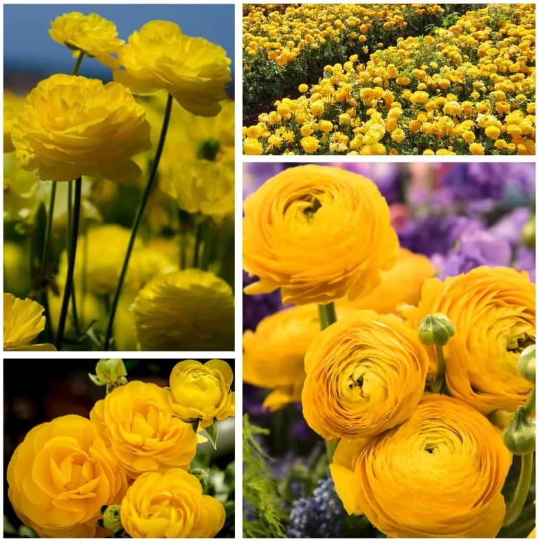 25 Mixed Ranunculus Bulbs for Fall Planting - Vibrant, Rose-like Blooms - Image 5