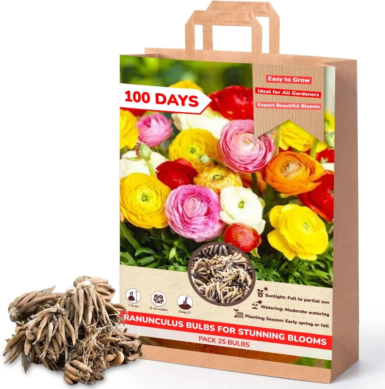 25 Mixed Ranunculus Bulbs for Fall Planting - Vibrant, Rose-like Blooms - Image 6