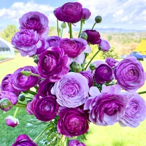 25 Mixed Ranunculus Bulbs for Fall Planting - Vibrant, Rose-like Blooms - Image 7