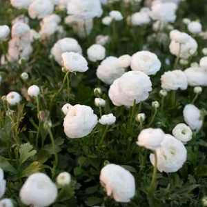 25 Pink Ranunculus Bulbs - Fall Planting Corms for Spring Flowers, 12-18