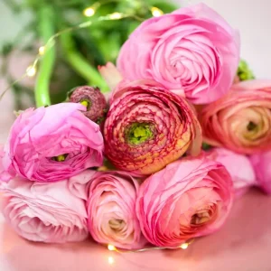 25 Pink Ranunculus Bulbs - Fall Planting Corms for Spring Flowers, 12-18