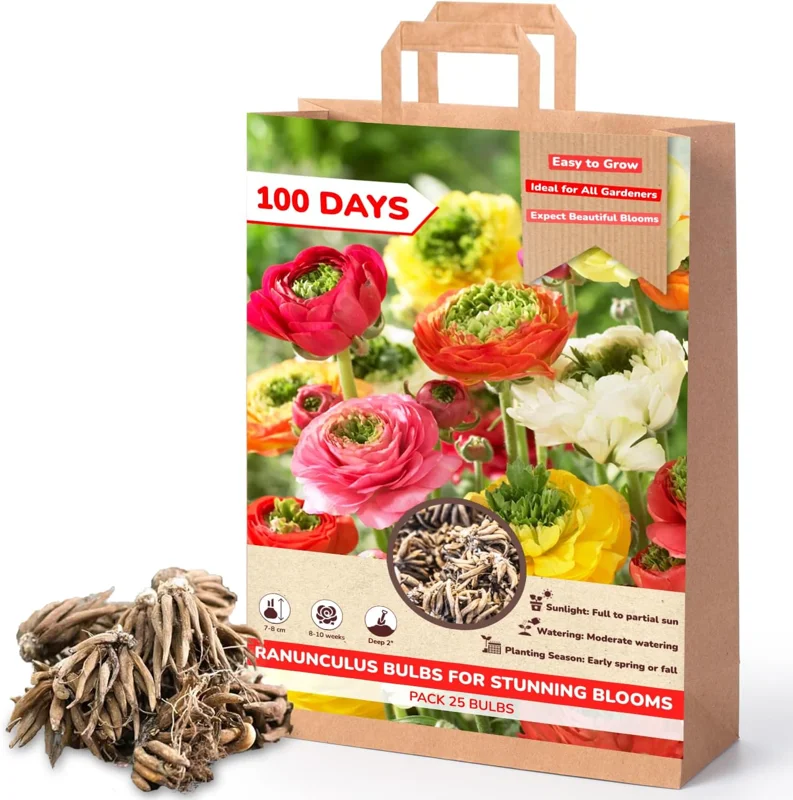 25 Pink Ranunculus Bulbs - Fall Planting Corms for Spring Flowers, 12-18" Tall - Image 4