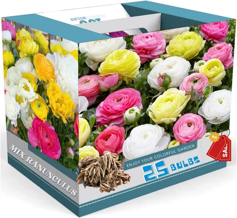 25 Pink Ranunculus Bulbs - Fall Planting Corms for Spring Flowers, 12-18" Tall - Image 6