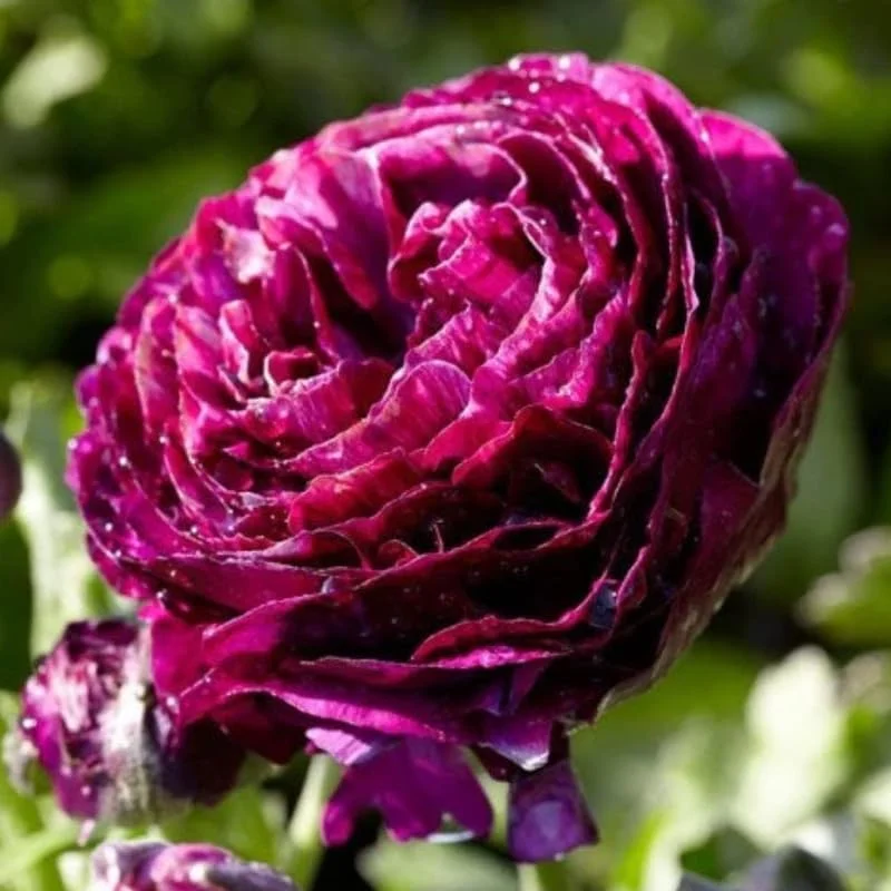 25 Pink Ranunculus Bulbs - Fall Planting Corms for Spring Flowers, 12-18" Tall - Image 7
