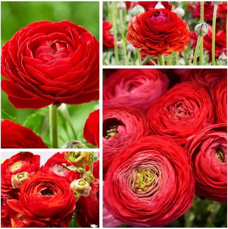 25 Pink Ranunculus Bulbs - Fall Planting Corms for Spring Flowers, 12-18" Tall - Image 8