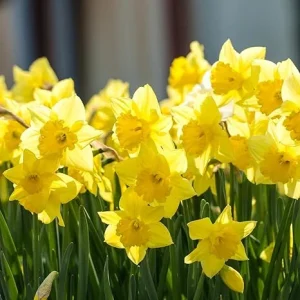 25 Yellow Daffodil Flower Bulbs – Large Flowering Bulbs for Outdoor Planting - Image 1