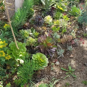 250 Mixed Succulent Cuttings & Plugs - Live Plant Assortment for Gardens, Gifts, Projects - Drought Tolerant - Image 10