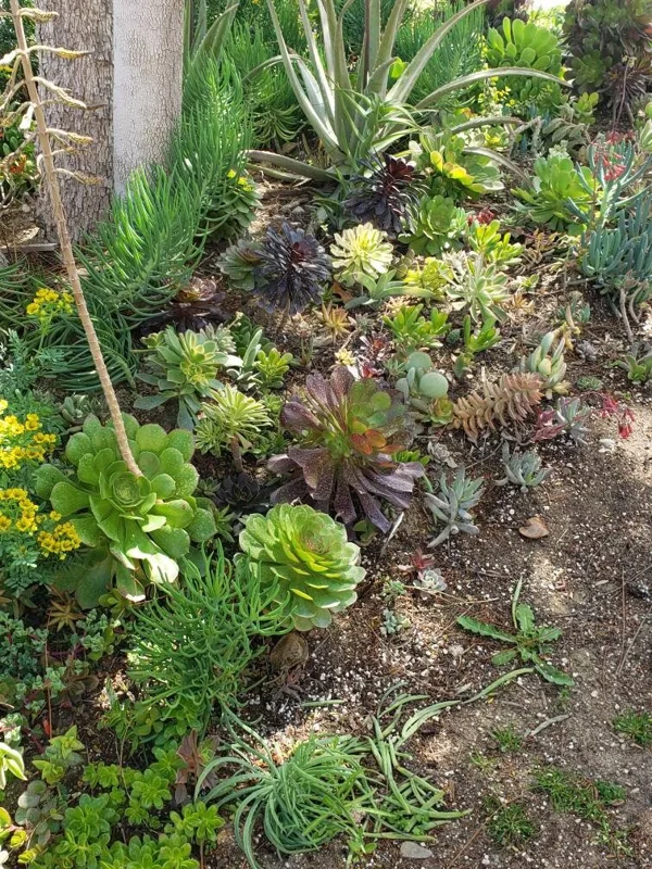 250 Mixed Succulent Cuttings & Plugs - Live Plant Assortment for Gardens, Gifts, Projects - Drought Tolerant - Image 10