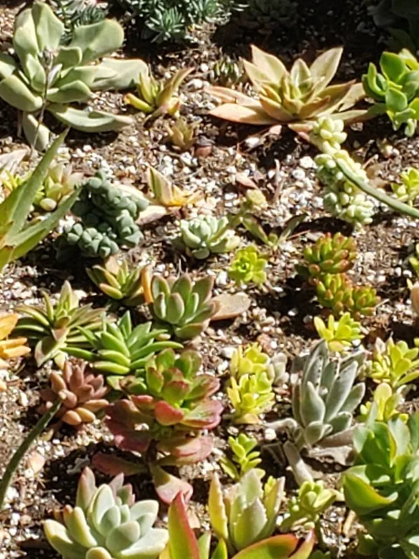 250 Mixed Succulent Cuttings & Plugs - Live Plant Assortment for Gardens, Gifts, Projects - Drought Tolerant - Image 2
