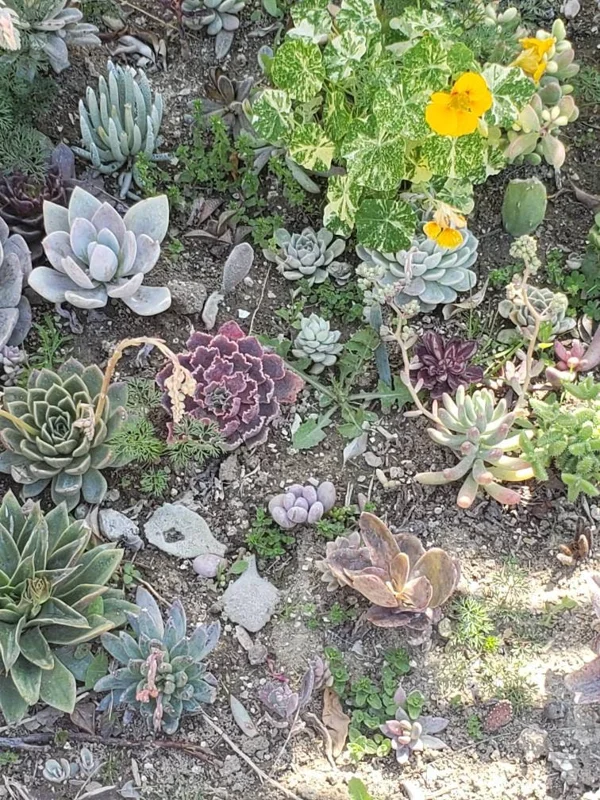 250 Mixed Succulent Cuttings & Plugs - Live Plant Assortment for Gardens, Gifts, Projects - Drought Tolerant - Image 3