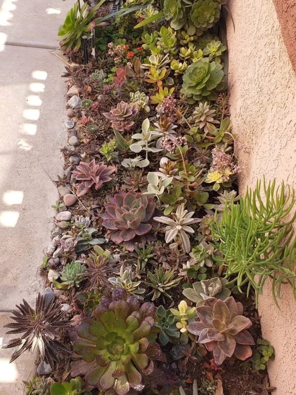 250 Mixed Succulent Cuttings & Plugs - Live Plant Assortment for Gardens, Gifts, Projects - Drought Tolerant - Image 4