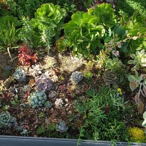 250 Mixed Succulent Cuttings & Plugs - Live Plant Assortment for Gardens, Gifts, Projects - Drought Tolerant - Image 5