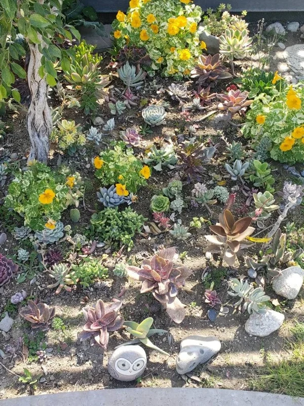 250 Mixed Succulent Cuttings & Plugs - Live Plant Assortment for Gardens, Gifts, Projects - Drought Tolerant - Image 1