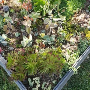 250 Mixed Succulent Cuttings & Plugs - Live Plant Assortment for Gardens, Gifts, Projects - Drought Tolerant - Image 6