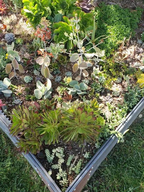 250 Mixed Succulent Cuttings & Plugs - Live Plant Assortment for Gardens, Gifts, Projects - Drought Tolerant - Image 6