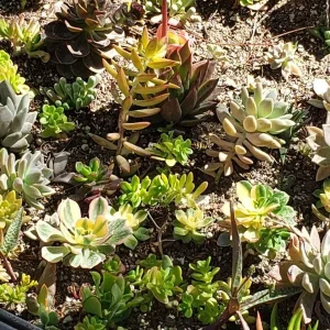 250 Mixed Succulent Cuttings & Plugs - Live Plant Assortment for Gardens, Gifts, Projects - Drought Tolerant - Image 7