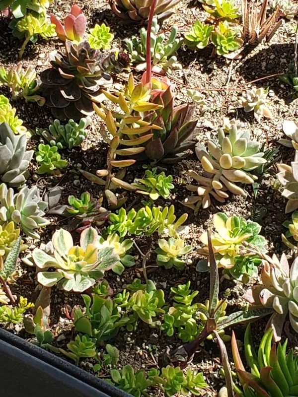250 Mixed Succulent Cuttings & Plugs - Live Plant Assortment for Gardens, Gifts, Projects - Drought Tolerant - Image 7