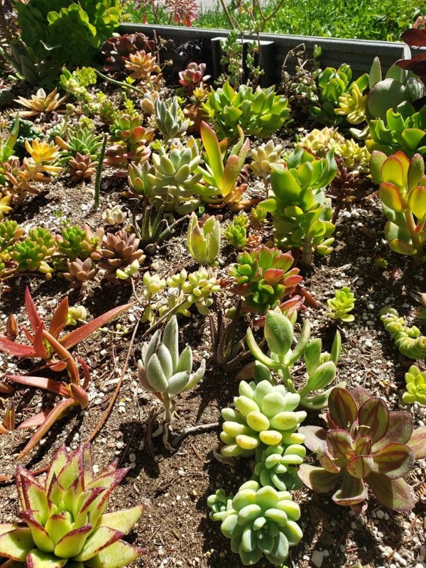 250 Mixed Succulent Cuttings & Plugs - Live Plant Assortment for Gardens, Gifts, Projects - Drought Tolerant - Image 8