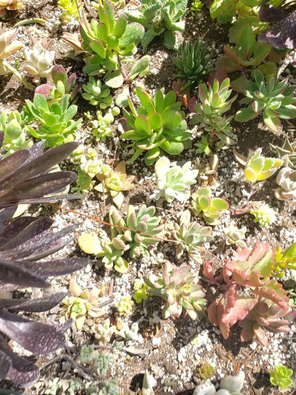 250 Mixed Succulent Cuttings & Plugs - Live Plant Assortment for Gardens, Gifts, Projects - Drought Tolerant - Image 9