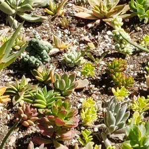 250 Succulent Cuttings - Mixed Varieties Live Plants for Gardens & Projects - Image 2