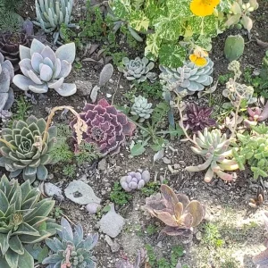 250 Succulent Cuttings - Mixed Varieties Live Plants for Gardens & Projects - Image 3