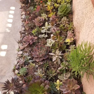 250 Succulent Cuttings - Mixed Varieties Live Plants for Gardens & Projects - Image 4