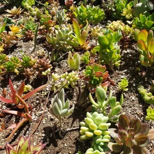 250 Succulent Cuttings - Mixed Varieties Live Plants for Gardens & Projects - Image 8