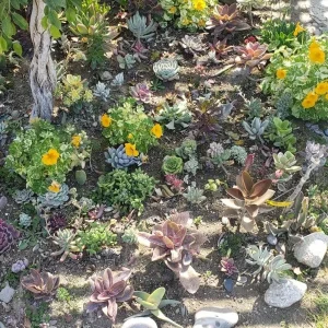 250 Succulent Cuttings - Mixed Varieties Live Plants for Gardens & Projects - Image 1