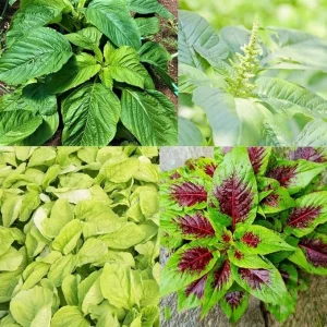 2500 Callaloo Amaranth Spinach Seeds - Mixed Colors, High Yielding Vegetable Seeds for Gardens - Image 4