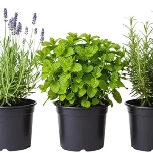 3 Assorted Herb Plants Live - Holy Basil, Rosemary, Mint, Cuban Oregano, 3-5 Inches Tall - Image 1