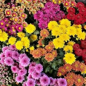 3 Assorted Mum Live Plants – Chrysanthemum, 4-6 Inch Tall, Vibrant Blooms, Perennial Outdoor - Image 3