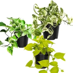3 Assorted Pothos Live Plants - 4 Inch Pot - Houseplant & Outdoor - Image 2