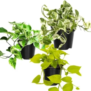 3 Assorted Pothos Live Plants - 4 Inch Pot - Houseplant & Outdoor - Image 4