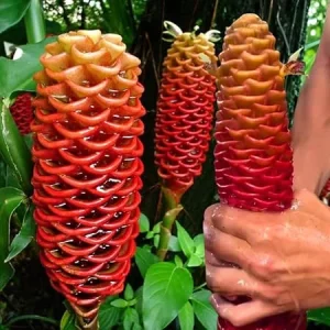 3 Awapuhi Shampoo Ginger Rhizomes Live Roots - Zingiber Zerumbet Tropical Plant - Image 6