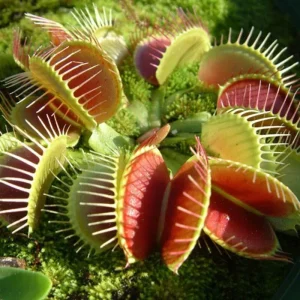 3 B52 Giant Venus Flytrap Live Plants - Starter Size Carnivorous Plant - Image 3