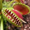 3 B52 Giant Venus Flytrap Live Plants - Starter Size Carnivorous Plant - Image 1