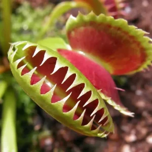 3 B52 Giant Venus Flytrap Live Plants - Starter Size Carnivorous Plant - Image 1