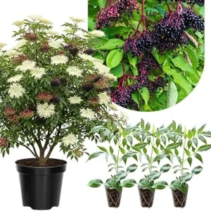 3 Black Elderberry Live Plants – American Elderberry Bush – 6-12 Inch Tall Fruit Shrub - Image 6