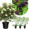 3 Black Elderberry Live Plants – American Elderberry Bush – 6-12 Inch Tall Fruit Shrub - Image 1